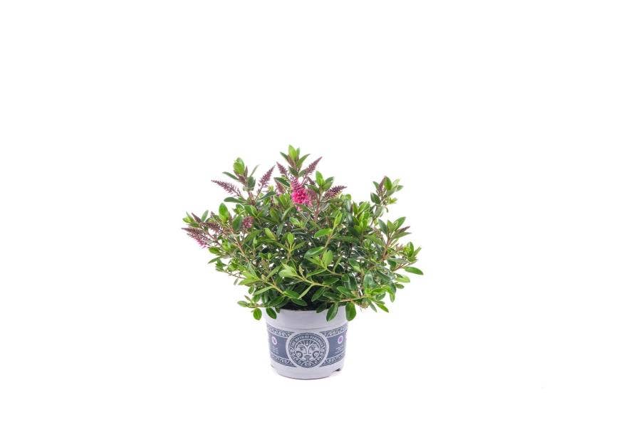 Hebe All Blooms Somala