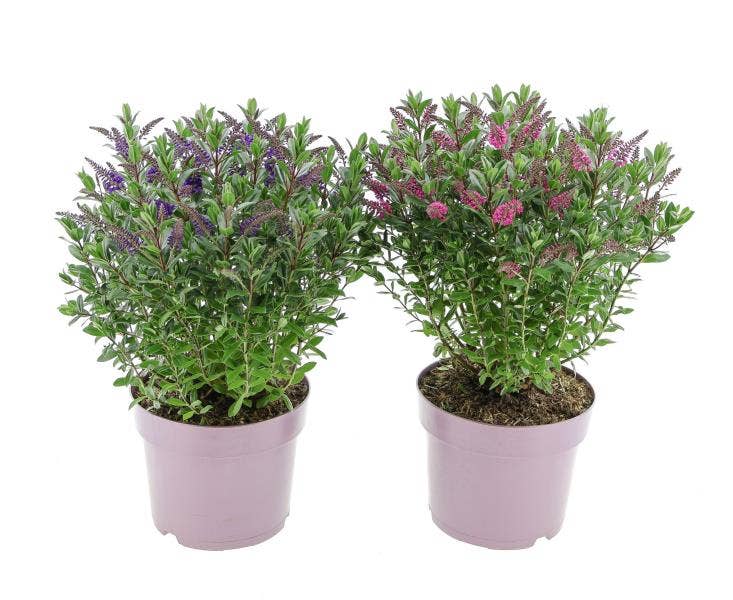 Hebe All Blooms