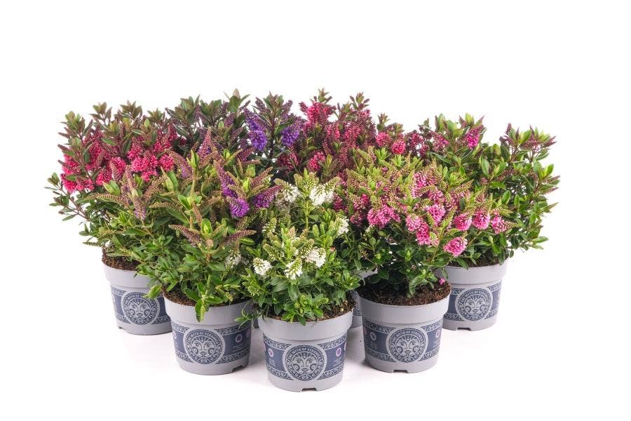 Hebe All Blooms 