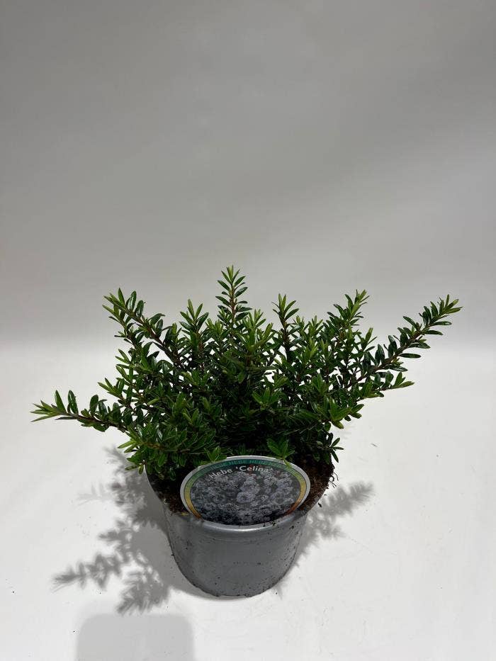 Hebe diosm. 'Celina'
