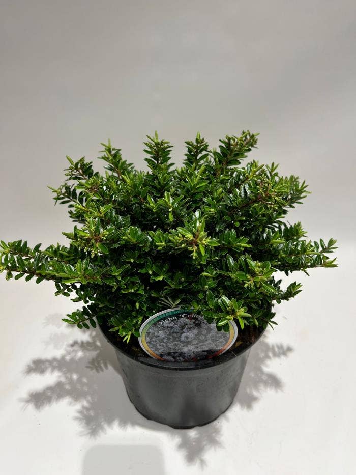 Hebe diosm. 'Celina'