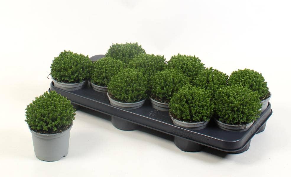 Hebe 'Emerald Green'