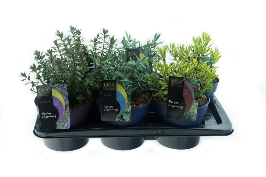 Hebe Exclusive Collection