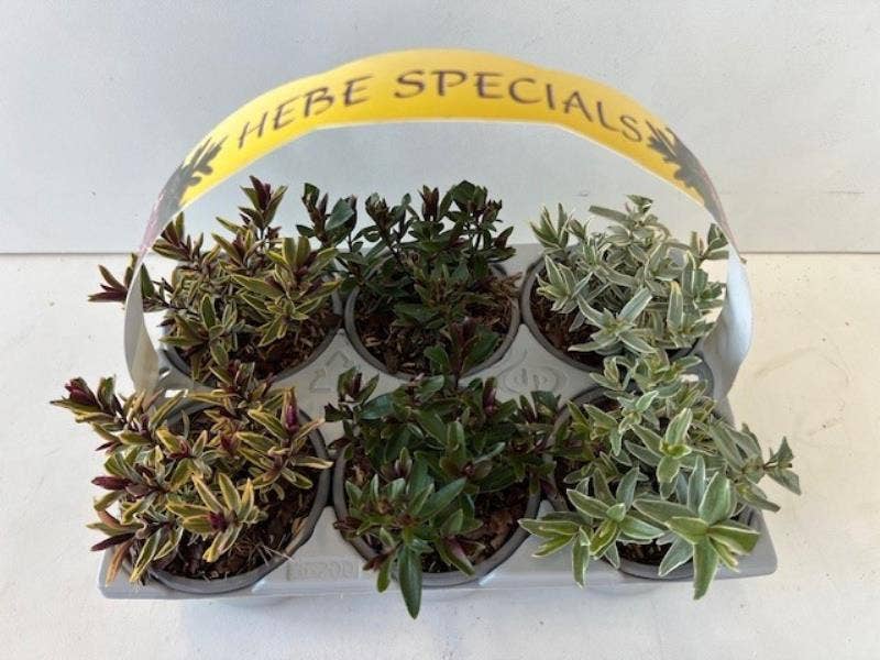 Hebe specials 6-pack
