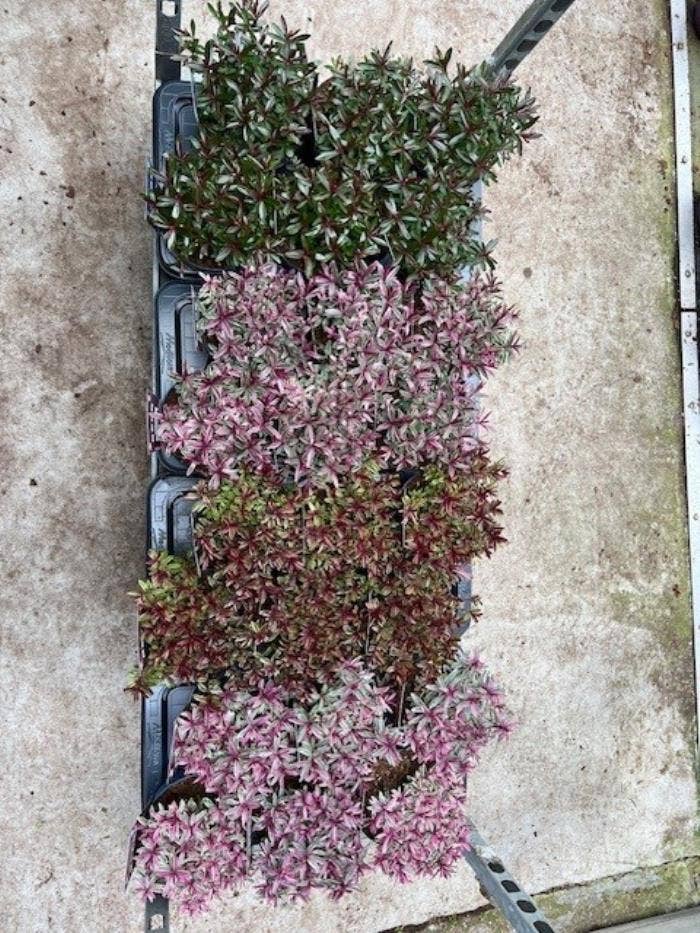 Hebe specials mix laag