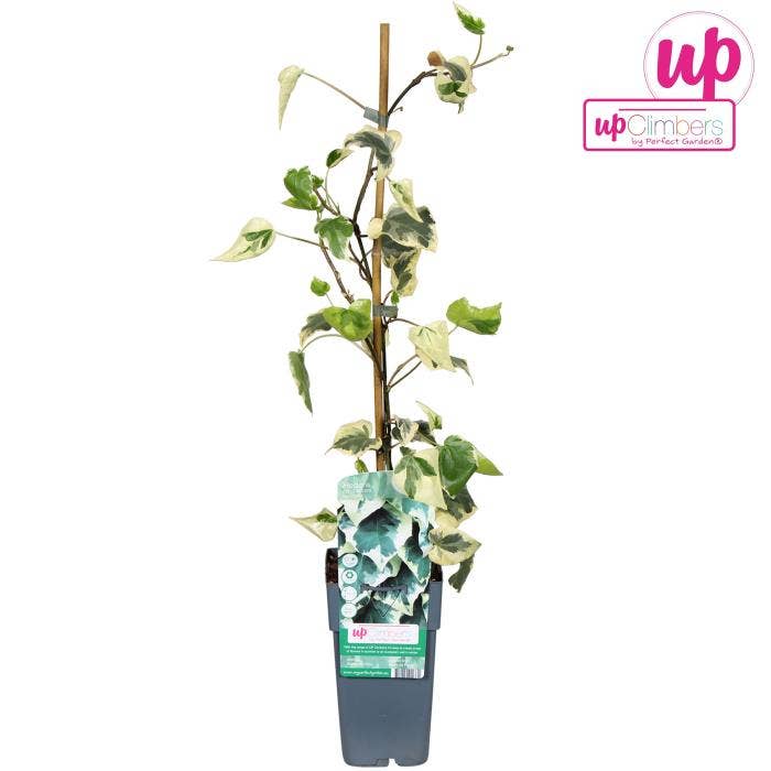 Hedera colchica Dentata Variegata