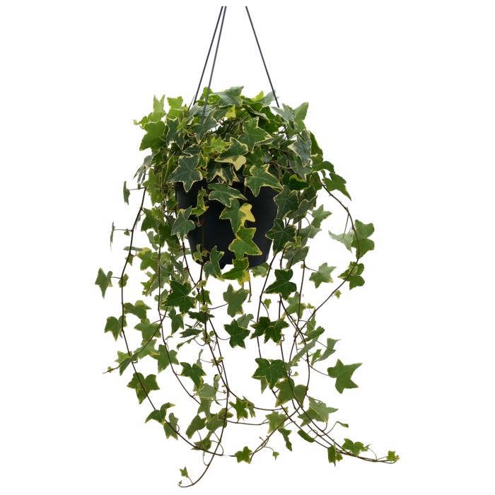 Hedera hel. Gold Child