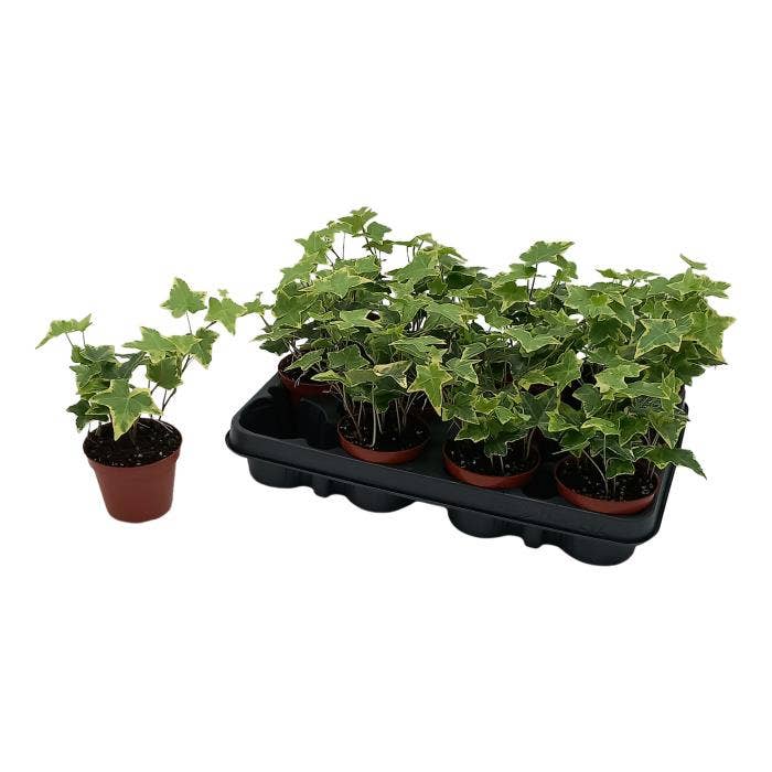 Hedera hel. Gold Child