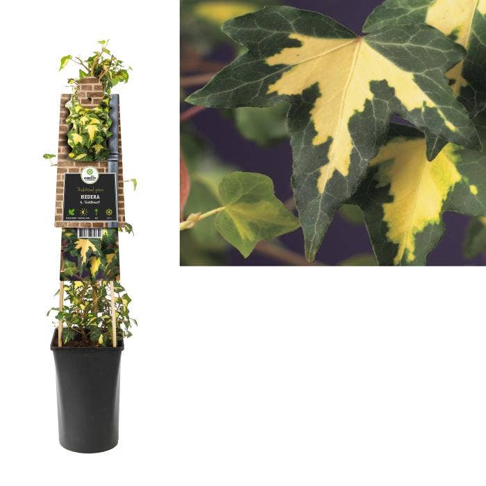 Hedera hel. 'Goldheart'