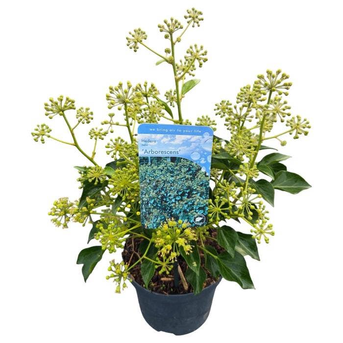 Hedera helix 'Arborescens'
