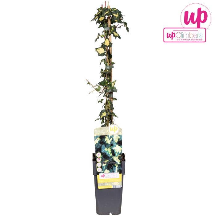 Hedera helix Goldheart