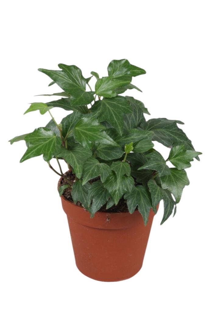 Hedera helix Green 