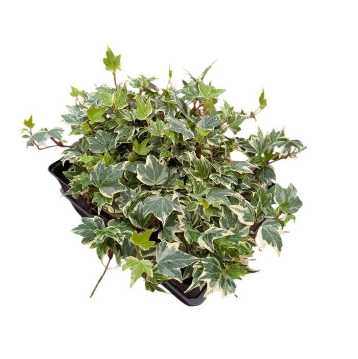 Hedera helix White
