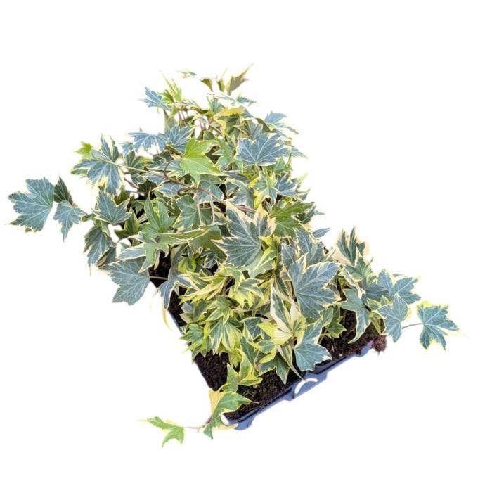 Hedera helix Yellow