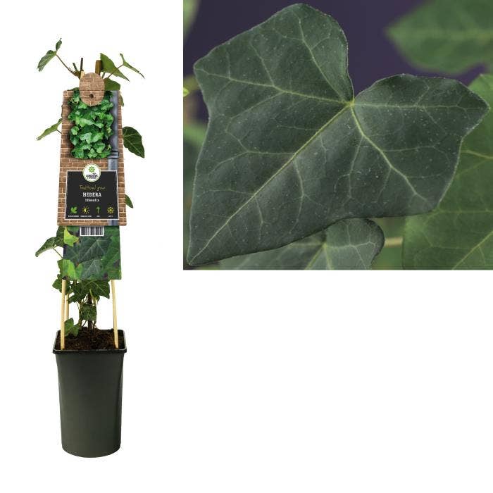Hedera hibernica