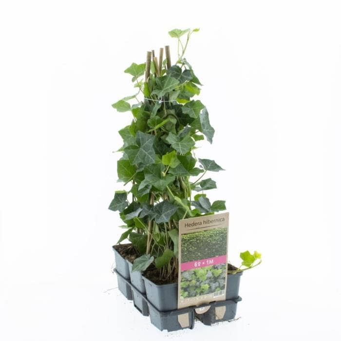 Hedera hibernica