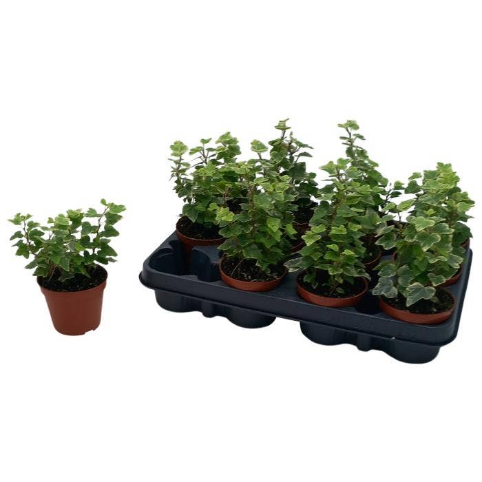 Hedera White Variegated