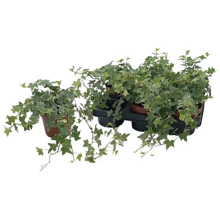 Hedera White Variegated