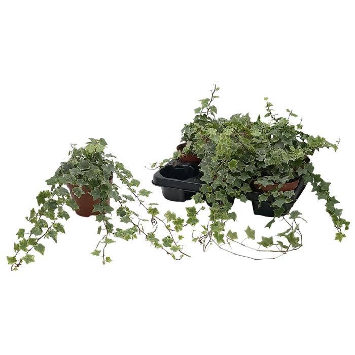 Hedera White Variegated