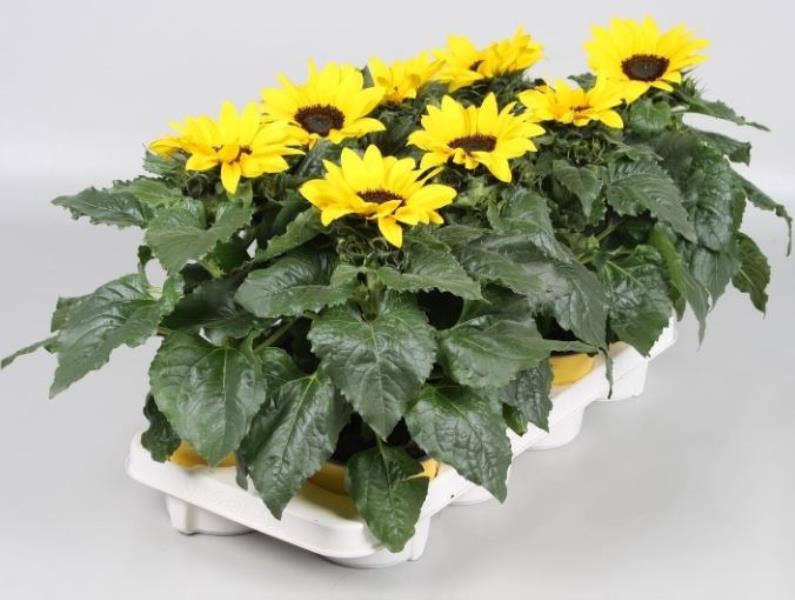 Helianthus ann. 'Sunsation'