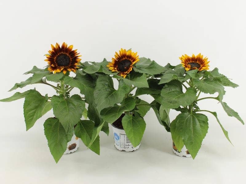 Helianthus 'Tiger Eye'