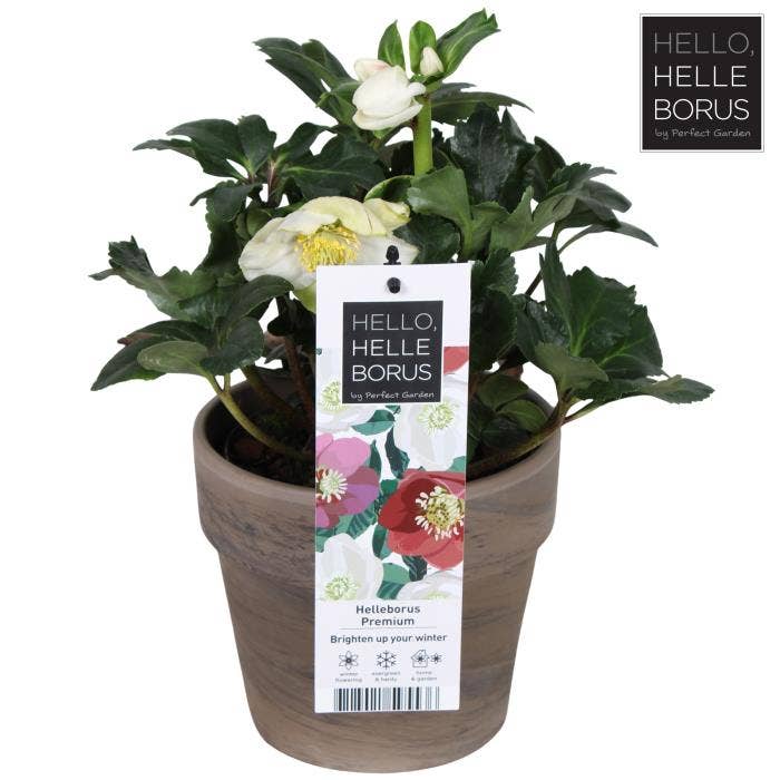 Helleborus nig. 'Christmas Carol' basalt