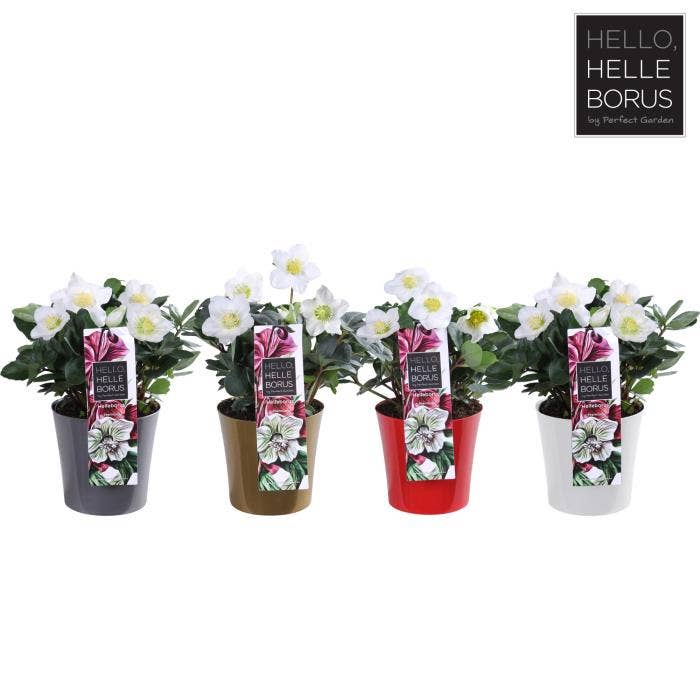 Helleborus nig. 'Christmas Carol' coloured pot