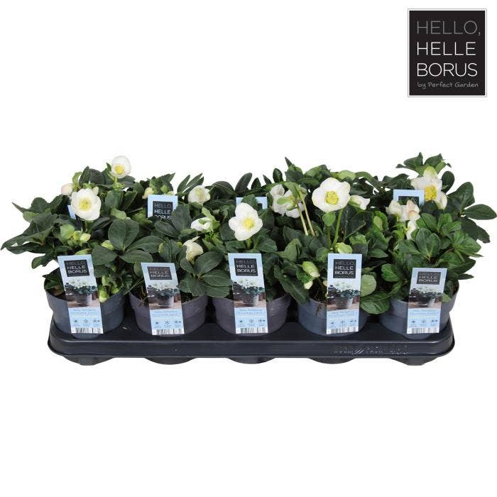 Helleborus nig. 'Christmas Carol' M