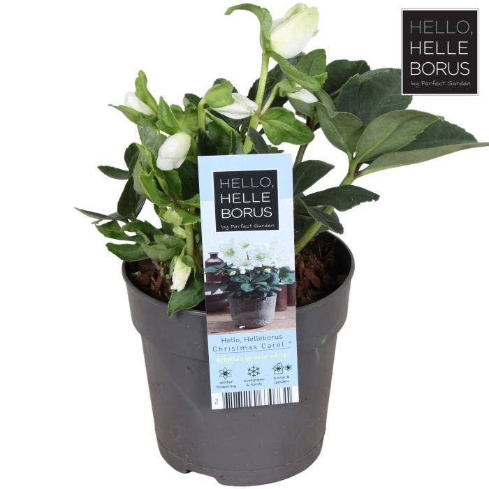 Helleborus nig. 'Christmas Carol' S