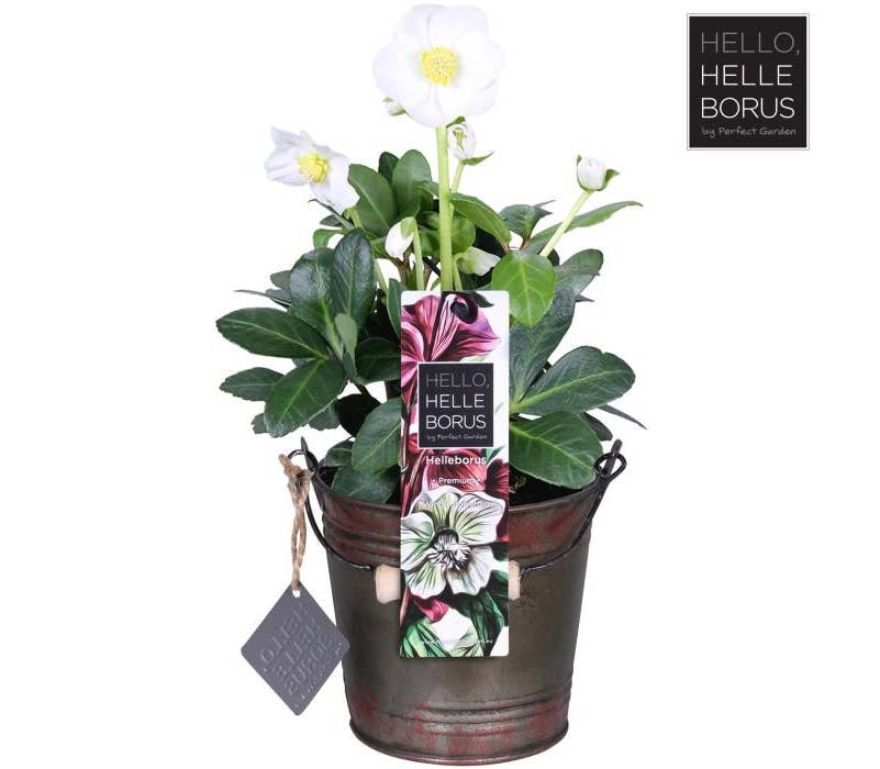Helleborus nig. 'Christmas Carol' willow basket