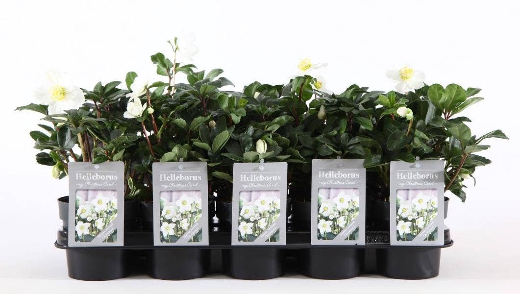 Helleborus nig. 'Christmas Carol'
