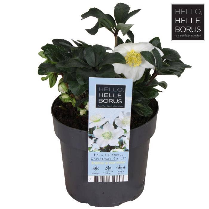 Helleborus nig. 'Christmas Carol'