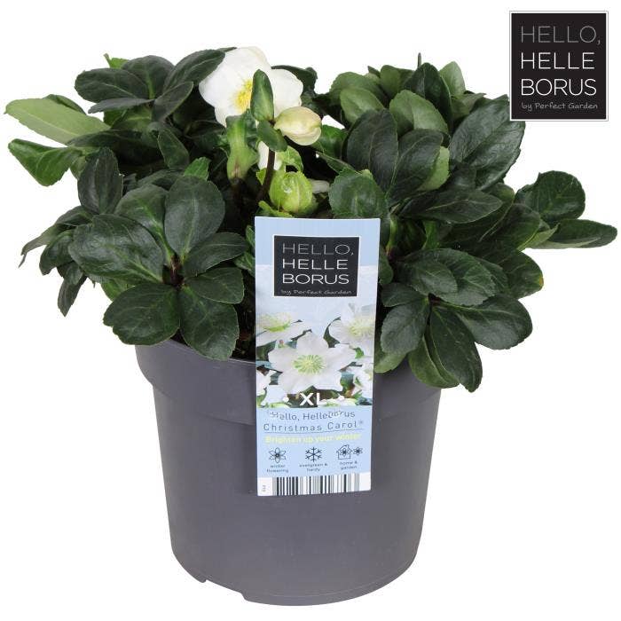 Helleborus nig. 'Christmas Carol'