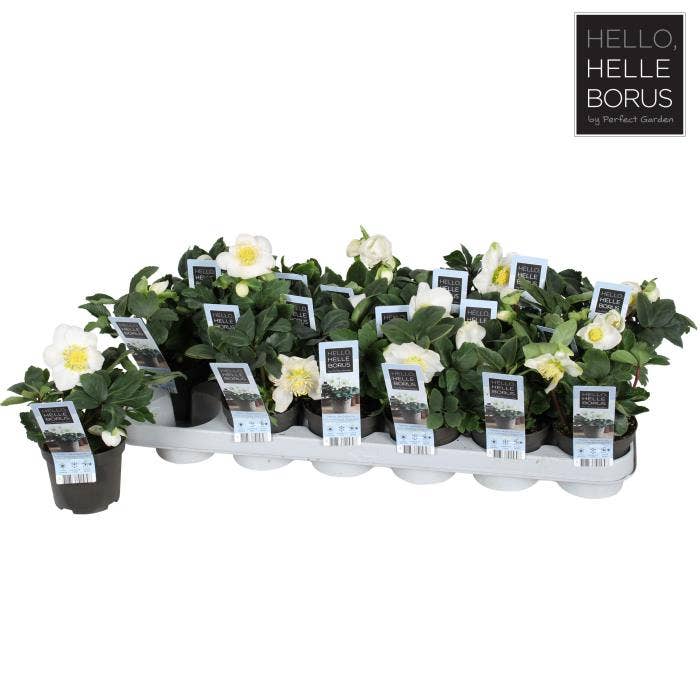 Helleborus nig. 'Christmas Carol'