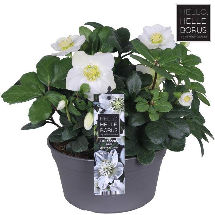 Helleborus nig. 'Christmas Carol'