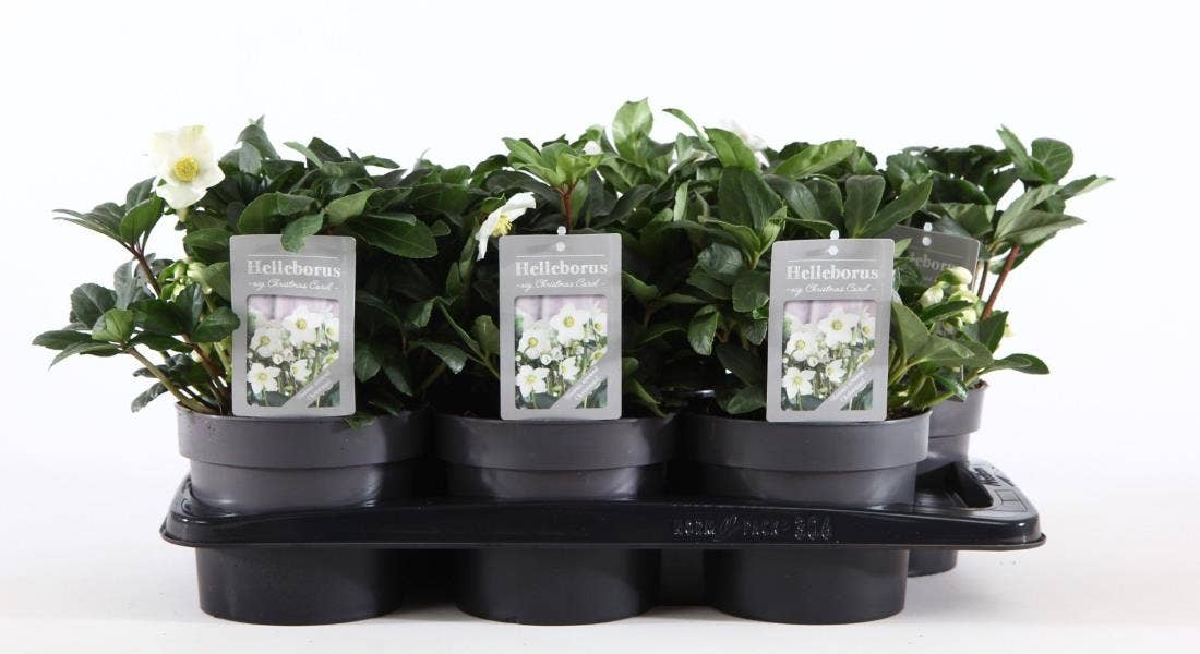 Helleborus nig. 'Christmas Carol'