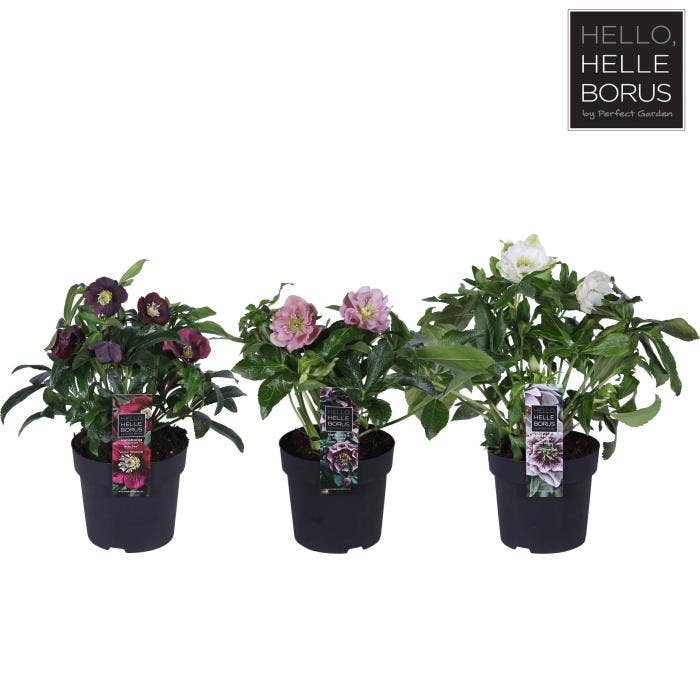 Helleborus nig. 'Christmas Carol' 
