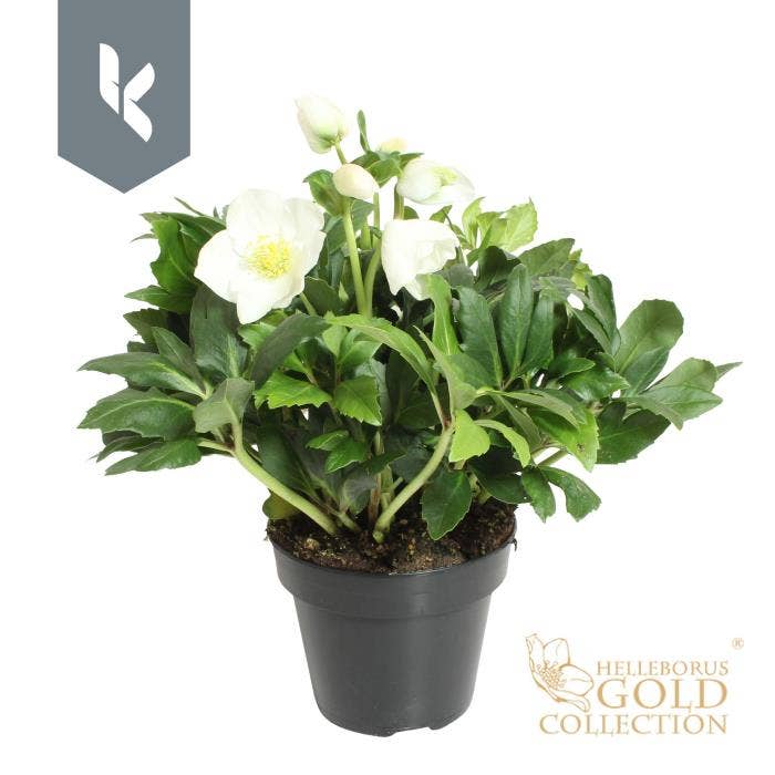 Helleborus nig. 'Gold Collection'