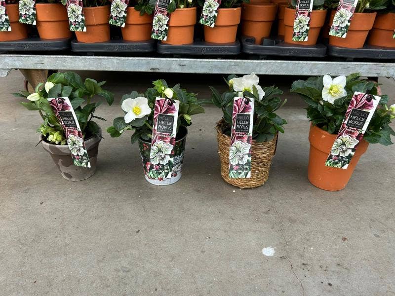 Helleborus niger 'Christmas Carol'