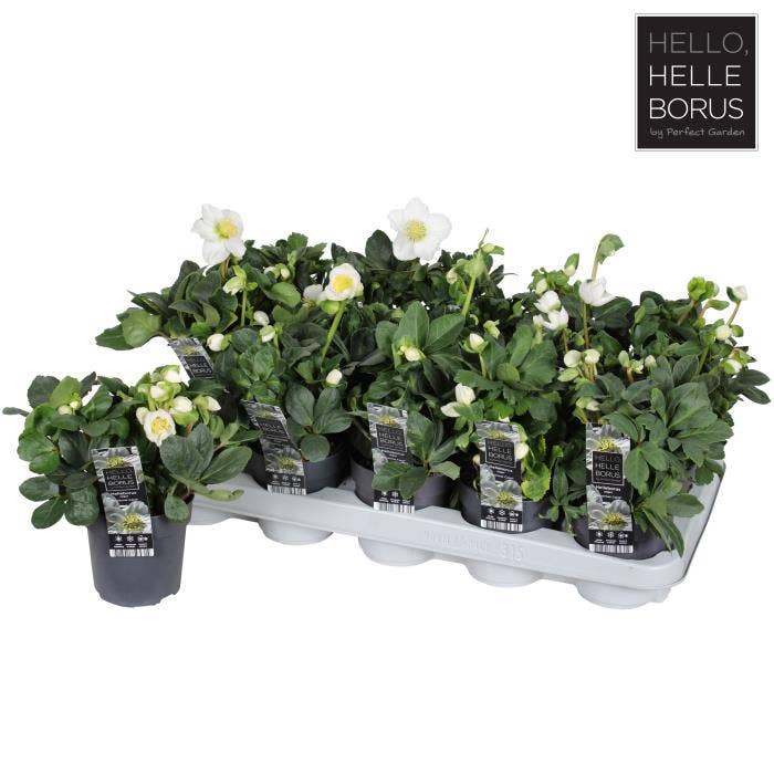 Helleborus niger 'Christmas Carol'