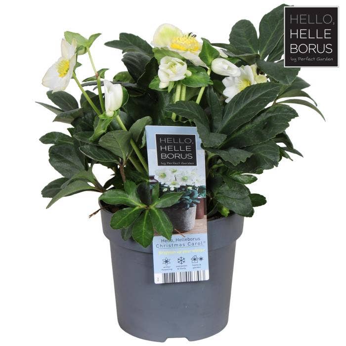 Helleborus niger 'Christmas Carol'