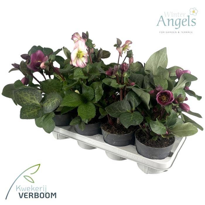 Helleborus odo. 'Frostkiss'