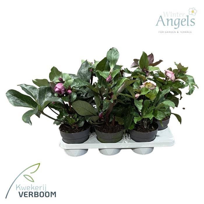 Helleborus odo. 'Frostkiss'