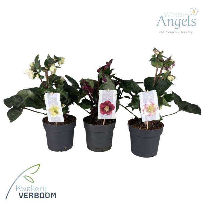 Helleborus odo. 'Frostkiss'