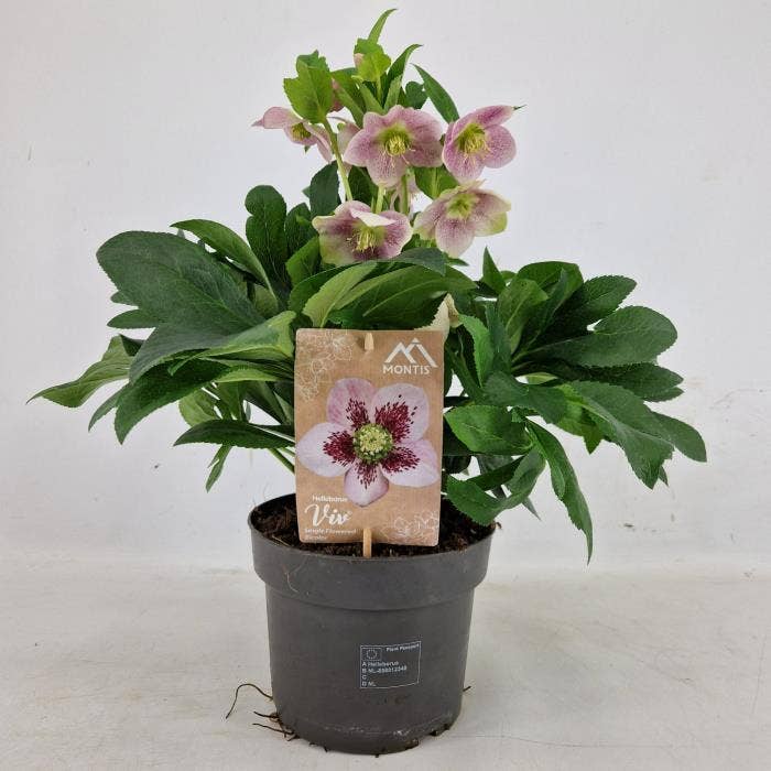 Helleborus ori. 'VIV Single Flowered Bicolor'