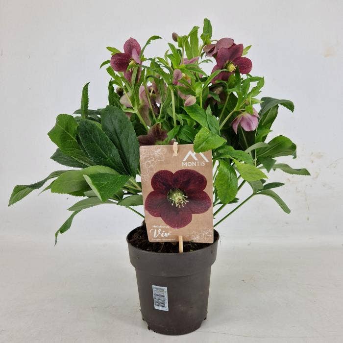 Helleborus ori. 'VIV Single Flowered'