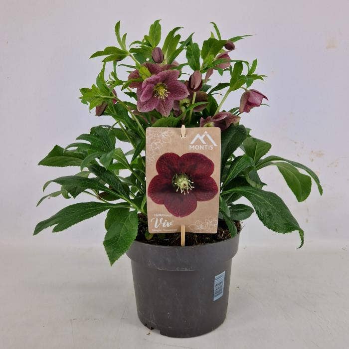 Helleborus ori. 'VIV Single Flowered'