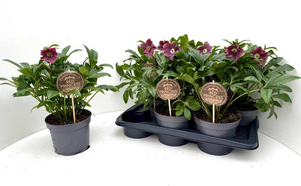 Helleborus ori. 'Viv Victoria'