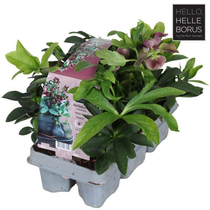 Helleborus orientalis 6-pack
