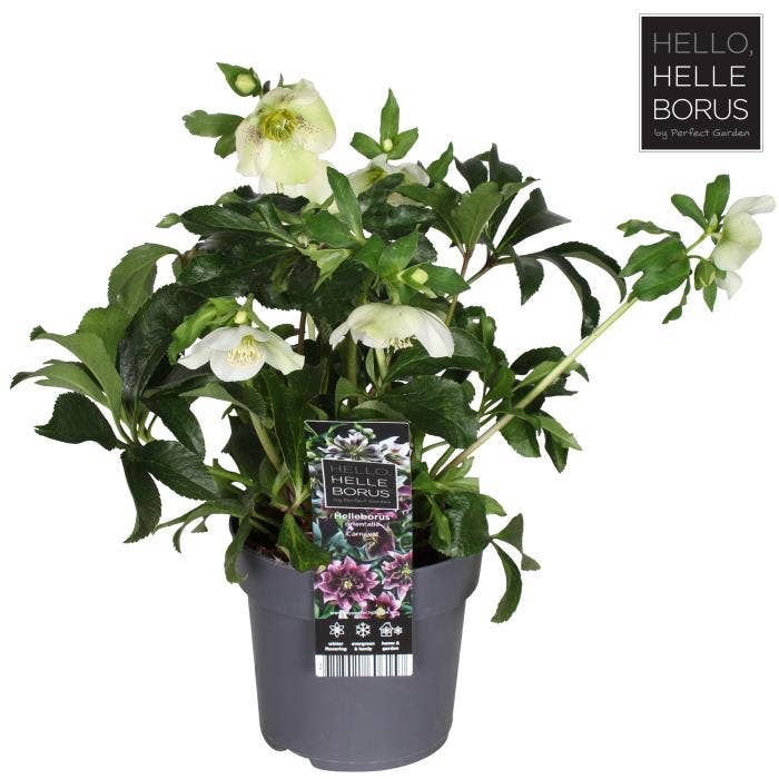 Helleborus orientalis 'Carnaval'